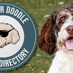 Unleash the Power of Proper Nutrition: The Ultimate Bernedoodle Feeding Guide