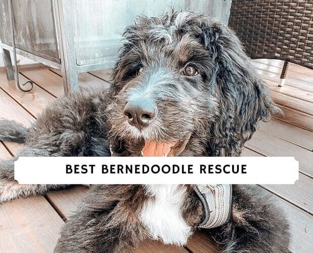 Bernedoodle Adoption & Rescue