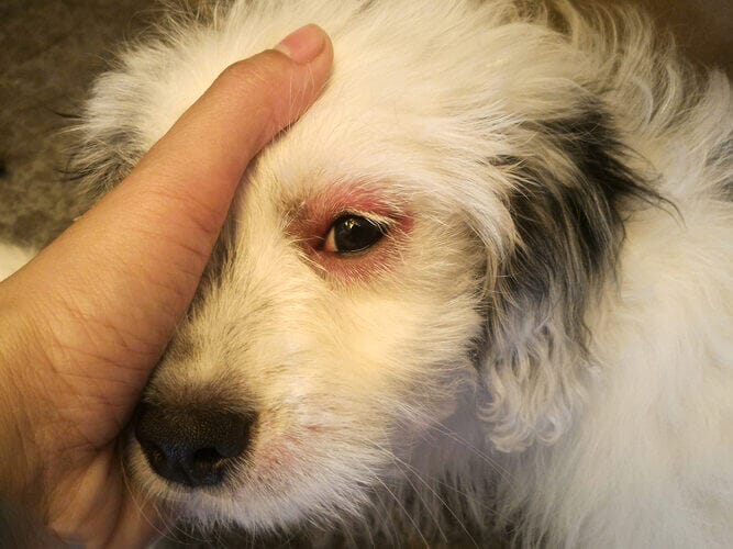 Common Bernedoodle Eye Problems