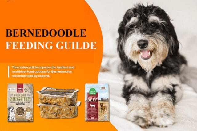 Bernedoodle Feeding Guide