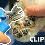 Bernedoodle Elbow Dysplasia: Everything You Need to Know