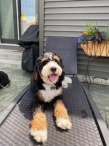 Bernedoodle Nail Trimming