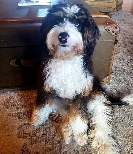 Bernedoodle Nail Trimming