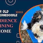 Bernedoodle Socialization: Raising a Happy, Confident Pup