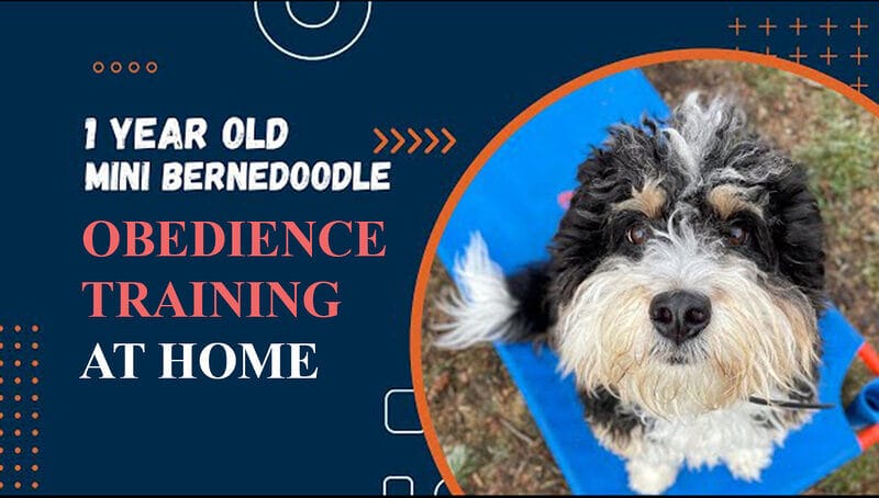Bernedoodle Obedience Training at Home