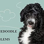 Bernedoodles: Adorable Companions, But Be Aware of Potential Health Problems
