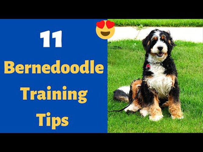 Bernedoodle Training Guide