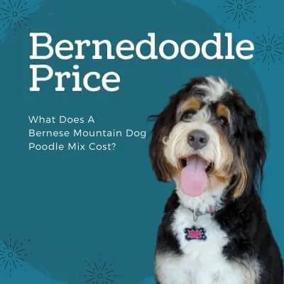 Bernedoodle Prices