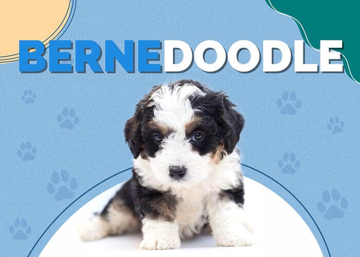 Bernedoodle prices