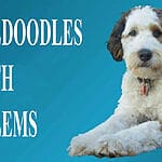Is Your Bernedoodle Suffering from Itchy Skin? Here’s How to Help