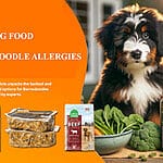 Building a Healthy Foundation: A Guide to Bernedoodle Health