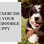 How Much Exercise Does a Bernedoodle Puppy Need? The Complete Guide