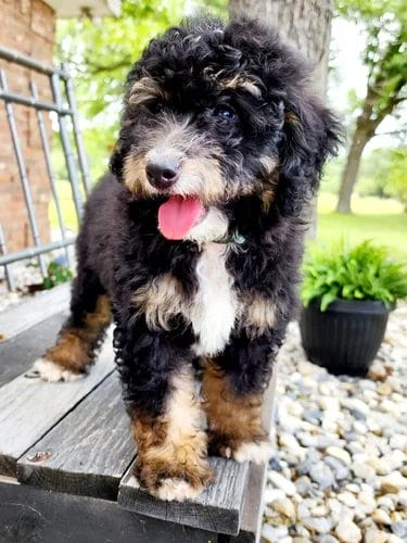 Best Exercises for Your Bernedoodle Puppy 4
