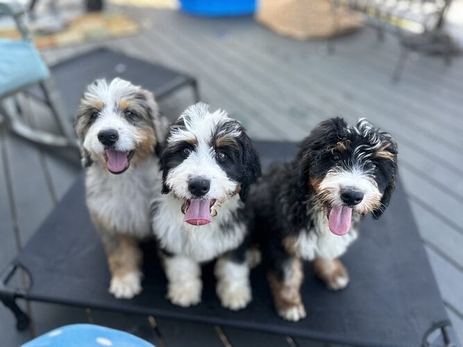 Bernedoodle Puppy Training Centers in the US: