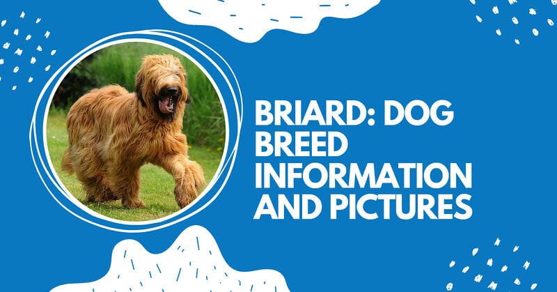 Briard Dog Breed