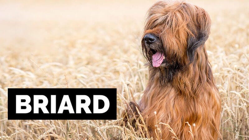 Briard Dog Breed