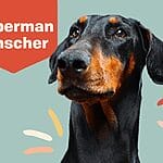 German Shepherd: Your Guide to a Loyal and Intelligent Companion