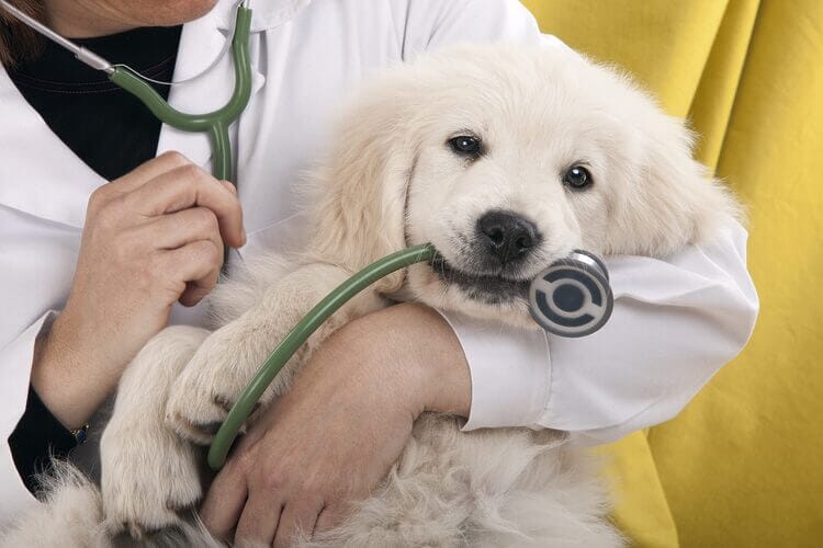 Finding the Right Bernedoodles Veterinarian