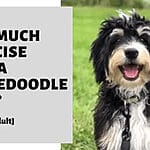 Unleash the Good Boy/Girl Within: The Ultimate Bernedoodle Training Guide