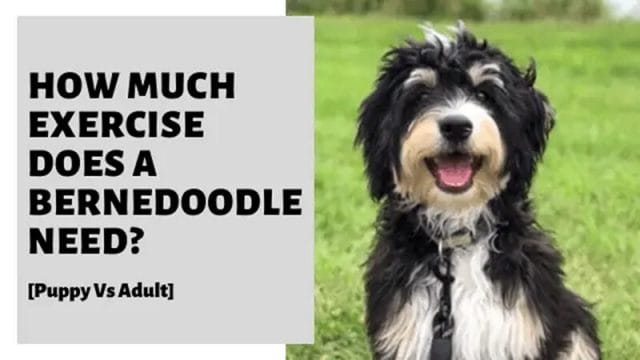 How Much Exercise Does a Bernedoodle Puppy Need