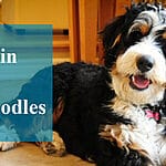 The Ultimate Guide to Bathing Your Bernedoodle: From Squeaky Clean to Spa Day Bliss!
