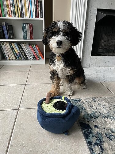Living with a Bernedoodle with Hip Dysplasia