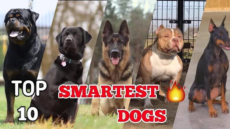 Top 10 Intelligent Dog Breeds