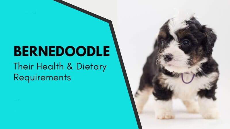 Understanding Bernedoodle Health Nutritional Needs