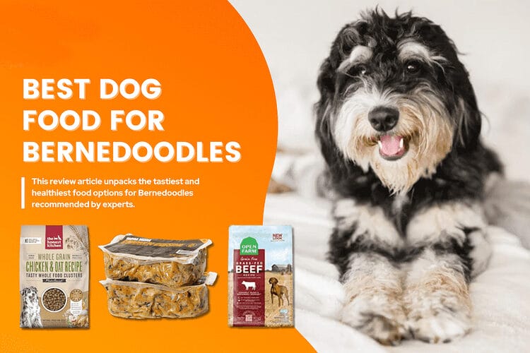 Choosing the Best Dog Food for Your Bernedoodle