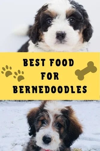 best food for Bernedoodles