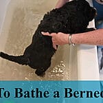 Stop the Scratching! Ultimate Guide to Itchy Skin in Bernedoodles