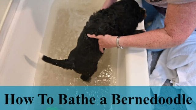 how to bathe a Bernedoodle