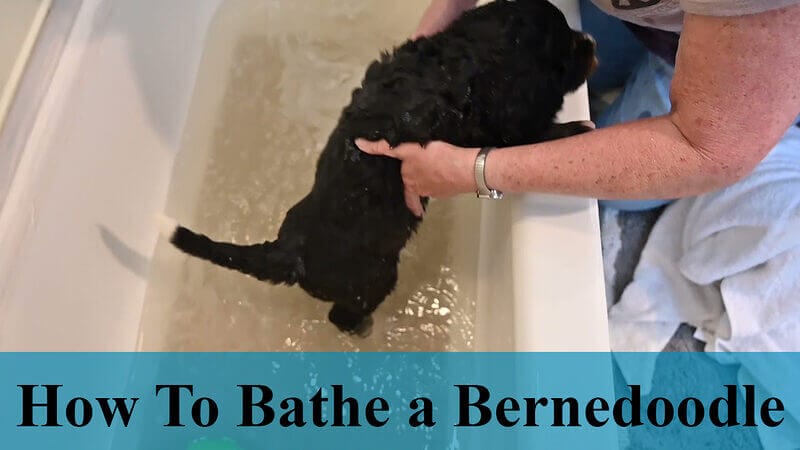 how to bathe a Bernedoodle