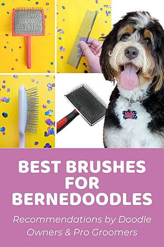 how to groom a Bernedoodle