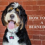 Unleash the Power of Proper Nutrition: The Ultimate Bernedoodle Feeding Guide