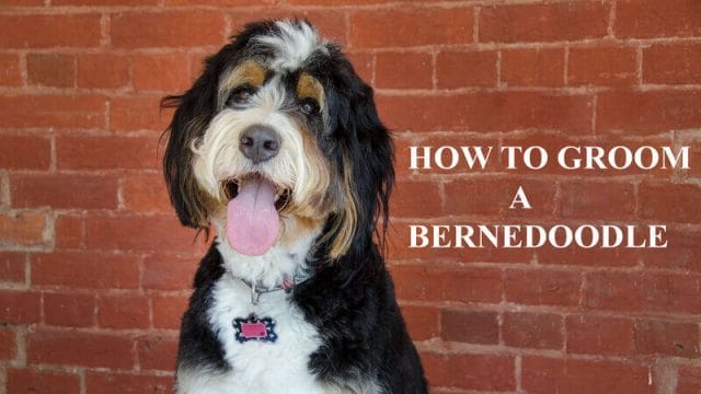 how to groom a Bernedoodle