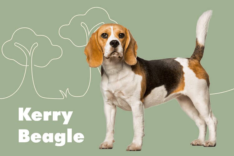 Kerry Beagle