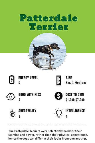 Patterdale Terrier