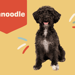 Cavoodles: The Perfect Doodle Companions