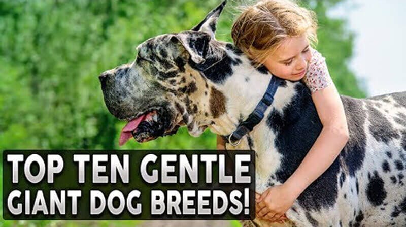 Top 10 Gentle Dog Breeds