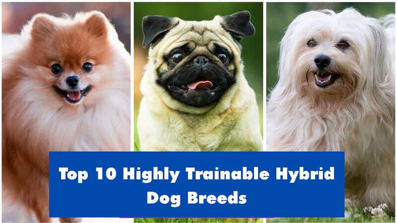 Top 10 Highly Trainable Hybrid Dog Breeds