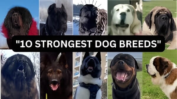 Top 10 Strongest Dog Breeds