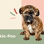 Australian Labradoodles: Your Guide to This Playful, Family-Friendly Breed