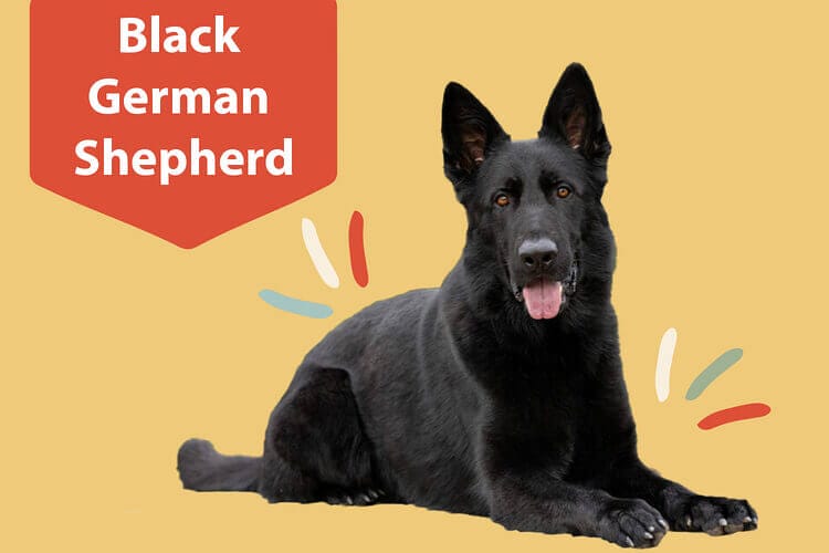 Black German Shepherds